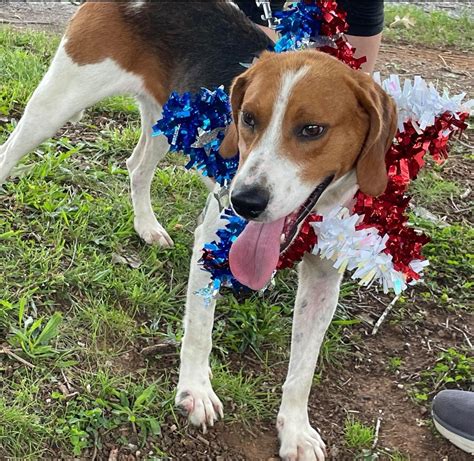 farmville animal shelter|dogs for adoption midlothian va.